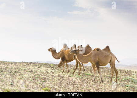 En été, un pâturage sur le désert de Gobi bimodale à Fuyun County, au Xinjiang Banque D'Images