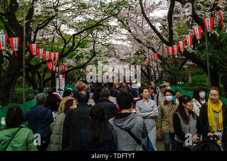 Les gens voient les cerisiers en fleurs dans le parc Ueno, Tokyo, Japon Banque D'Images