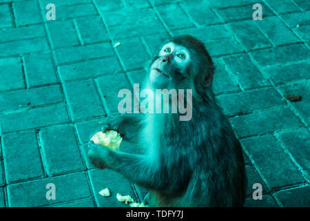 Un singe regarde amoureusement en haut d'une pomme. Il peut être une mère singe. Banque D'Images