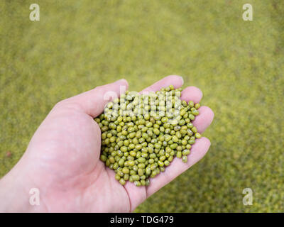 Les haricots Mungo dans la paume de votre main Banque D'Images