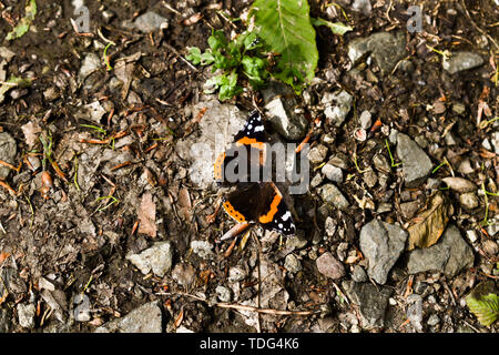 Photo de gros plan papillon sur le terrain dans la forêt. Arrière-plan de masse de terre, roches, feuillage, feuilles. Banque D'Images