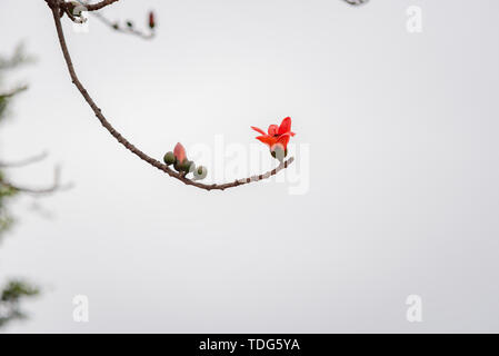 Kapok rouge en pleine floraison. Banque D'Images