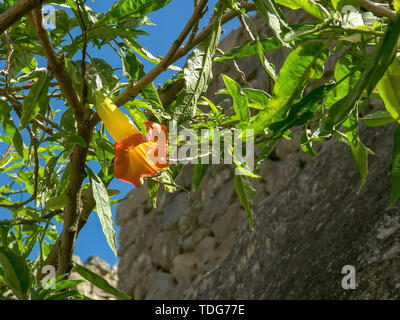 Low angle shot d'un ange jaune et orange fleur trompette au Machu Picchu Banque D'Images