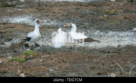 Nazca booby parents et chick sur isla genovesa dans galalagos les îles, Equateur Banque D'Images