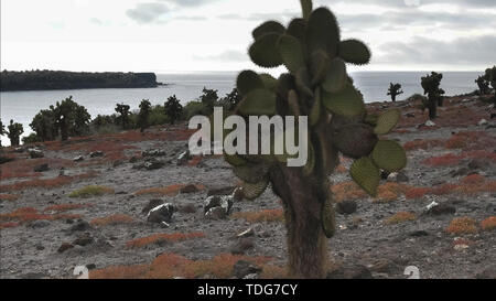 Close up d'Opuntia cactus sur isla sth plazas dans les îles Galapagos Banque D'Images