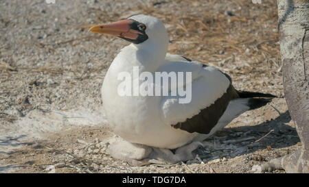 Un fou de Nazca, niche au sol avec un jeune poussin à isla genovesa dans les îles Galapagos, Equateur Banque D'Images