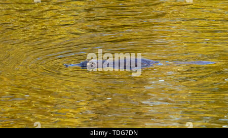 Close up of a wild platypus nager à la surface de la rivière Mersey en Tasmanie, Australie Banque D'Images