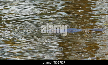 Platypus sur la surface d'une rivière en Tasmanie, Australie Banque D'Images
