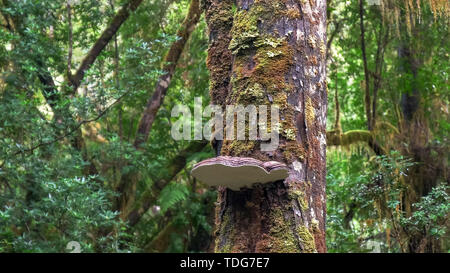 Lichen sur un support de plus en plus la forêt à l'arbre gordo nriver sur la côte ouest de la Tasmanie, Australie Banque D'Images