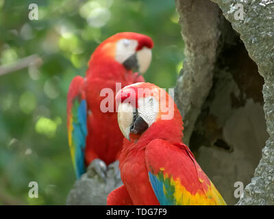 Close up de deux aras rouges dans un parc en Equateur Banque D'Images