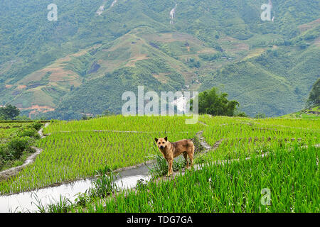 Chien assis à lao chai en rizière valey sapa au Vietnam. Banque D'Images