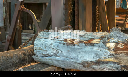 Close up of a pin Huon log étant coupé à dans une usine à strahan sur la côte ouest de la Tasmanie, Australie Banque D'Images