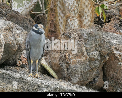 Bihoreau gris jaune à isla genovesa dans les îles Galapagos, Equateur Banque D'Images