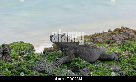 Close up d'un iguane marin sur la côte de l'île San Cristobal dans les îles Galapagos Banque D'Images