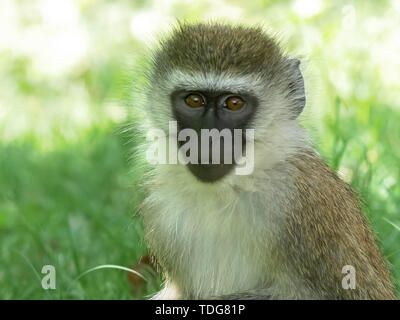 Gros plan du visage d'un singe au lac Bogoria au Kenya Banque D'Images