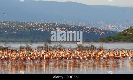 Plan d'ensemble d'un troupeau de moindres flamants rose prend son envol le lac Bogoria, Kenya Banque D'Images