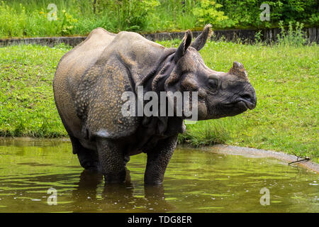 Le Rhinocéros indien, Rhinoceros unicornis est également appelé rhinocéros à une corne et Asiatiques rhinocéros à une corne et appartient à l'Rhinocerot Banque D'Images