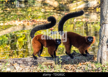 La gélinotte rouge, le Varecia rubra Lemur est l'une des deux espèces du genre Le Varecia, la gélinotte lémuriens Banque D'Images