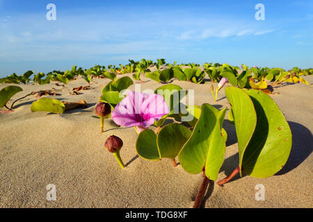 Beach morning glory (Ipomoea pes-caprae) avec des fleurs colorées, Afrique du Sud Banque D'Images
