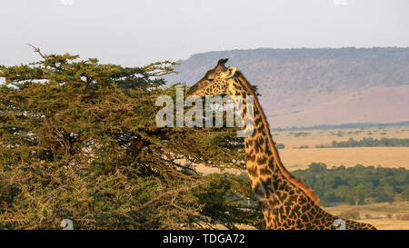 Une girafe se nourrit d'un acacia dans le Masai Mara avec l'oloololo escarpement dans la distance Banque D'Images