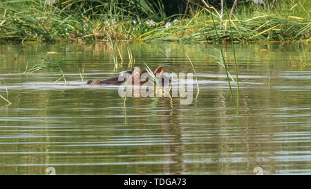 Un hippopotame africain se submerge dans le lac Baringo, au Kenya Banque D'Images