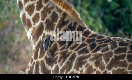 Deux oxpeckers sur le cou d'une girafe dans le Masai Mara, Kenya Banque D'Images