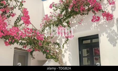 De plus en plus de bougainvillées rose coloré au-dessus d'une porte sur la populaire île de Mykonos, Grèce Banque D'Images