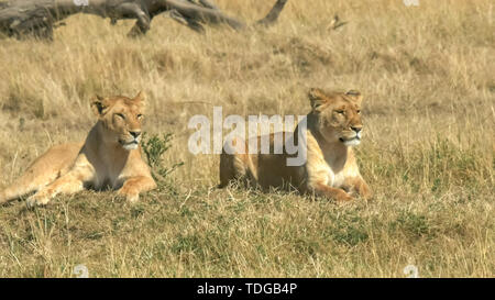 Deux jeunes lions s'asseoir ensemble dans le parc national de Masai Mara, Kenya Banque D'Images