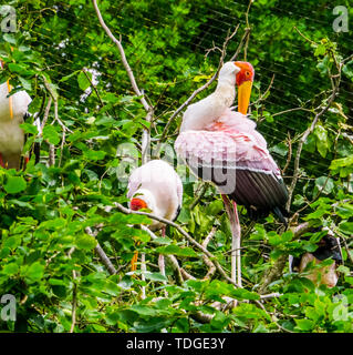 Bec jaune gros plan Cigogne en se lissant ses plumes d'oiseaux tropicaux, espèce d'Afrique Banque D'Images