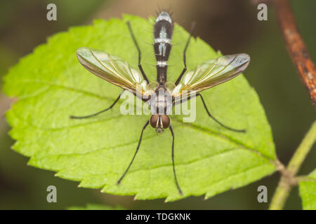 Mouche parasite (Cordyligaster septentrionalis) Banque D'Images