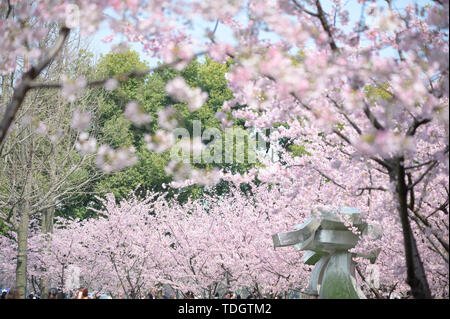 Cherry Blossom - Hejin Sakura Banque D'Images