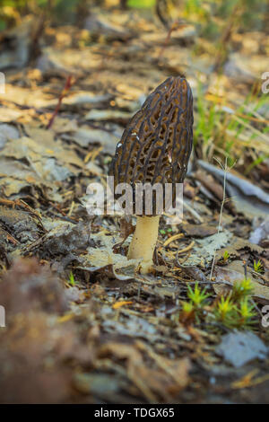 Nice Unique et en bonne santé une instance de Morel grandissent sur la clairière de la forêt Banque D'Images