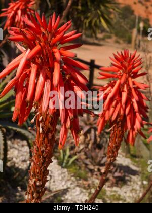 Une macro de fleur de cactus Agave en rouge Banque D'Images