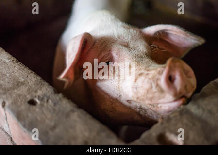 Les porcs en porcherie Banque D'Images