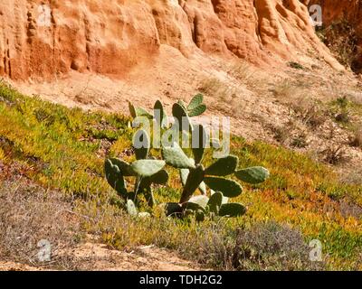 Macro de figuiers de Barbarie Cactus dans la nature sauvage Banque D'Images