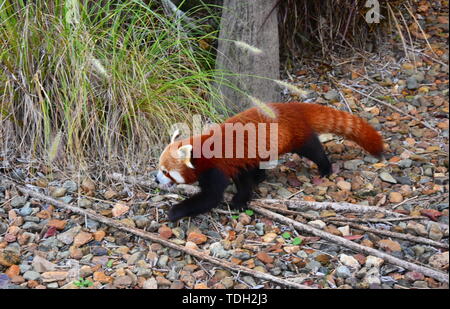 Beerwah, Australie - Apr 22, 2019. Le petit panda (Ailurus fulgens) a fourrure brun-rougeâtre et une longue queue, shaggy. La vie sauvage en Australie animal Zoo wh Banque D'Images