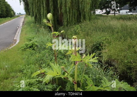 La berce plante le long de la côté de la route dans les Pays-Bas, Moordrecht Banque D'Images