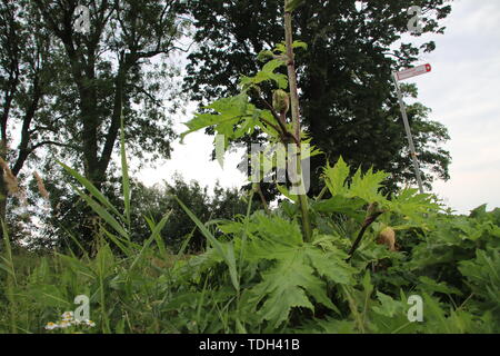 La berce plante le long de la côté de la route dans les Pays-Bas, Moordrecht Banque D'Images