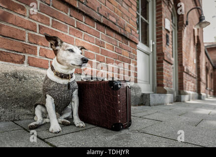 Jack Russell chien abandonné et laissé tout seul sur la route ou de la rue, avec une assurance sac , ne demandant qu'à être adopté Banque D'Images