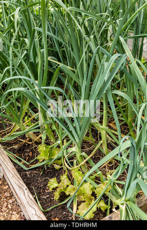 Les poireaux et la laitue commence dans un jardin lit dans Issaquah, Washington, USA. La laitue est une plante d'accompagnement pour les poireaux. Banque D'Images