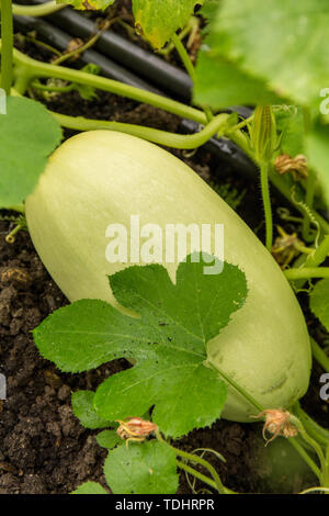 Courge spaghetti plante poussant dans un jardin à Issaquah, Washington, USA Banque D'Images