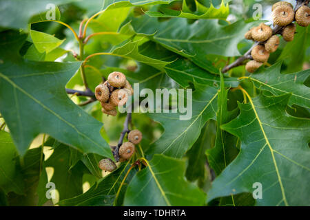 Petits glands de chêne rouge. Feuilles et fruits du chêne. Saison de l'été. Banque D'Images