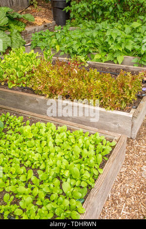 Les luxuriant jardin communautaire Mirrormont montrant le bok choy, la laitue, les haricots nains et tomatillo croissant dans des lits surélevés et prêt-à-récolte à Issaquah, Banque D'Images