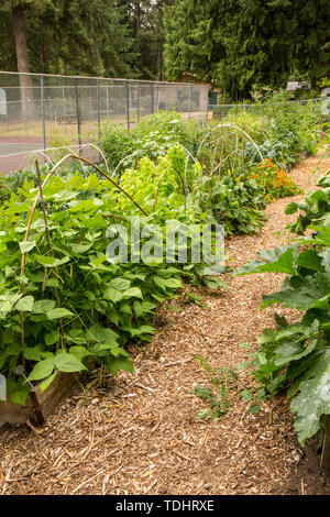 Mirrormont Patch Pois potager communautaire à côté d'un court de tennis à Issaquah, Washington, USA. Horto Semi-Bush les haricots secs sont de plus en plus sur une maison Banque D'Images