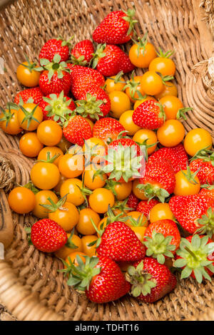 Panier de Sungold fraîchement récolté les tomates cerises et les fraises dans un jardin à Issaquah, Washington, USA Banque D'Images