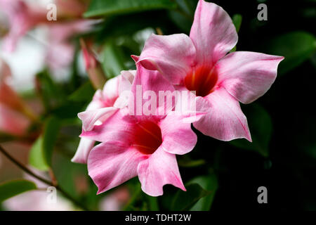 Mandevilla flower famille Apocynaceae macro fond fine art dans des impressions de haute qualité produits cinquante mégapixels imprime Banque D'Images