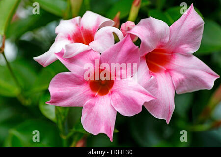 Mandevilla flower famille Apocynaceae macro fond fine art dans des impressions de haute qualité produits cinquante mégapixels imprime Banque D'Images