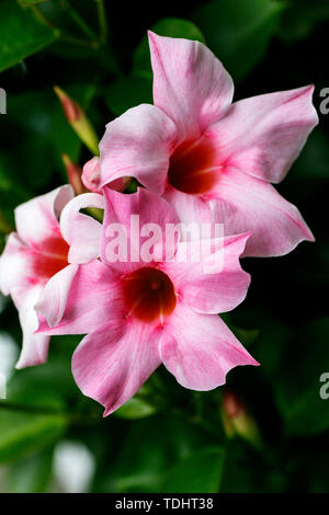 Mandevilla flower famille Apocynaceae macro fond fine art dans des impressions de haute qualité produits cinquante mégapixels imprime Banque D'Images