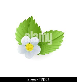 Fraisier vert feuilles et fleurs isolé sur fond blanc, medical herb, vector illustration. Illustration de Vecteur