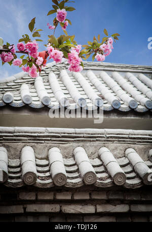 Eaves et fleurs de cerisier Banque D'Images